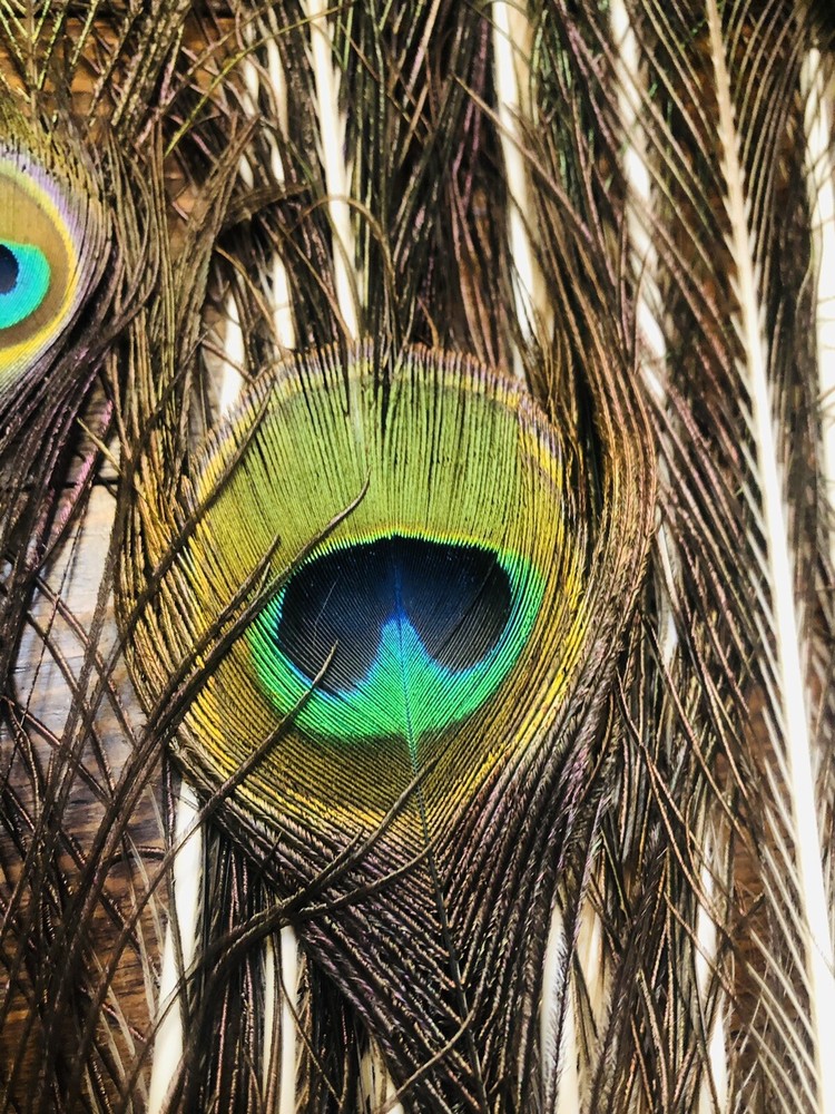 Natural Peacock Tail Feathers (Bunch)