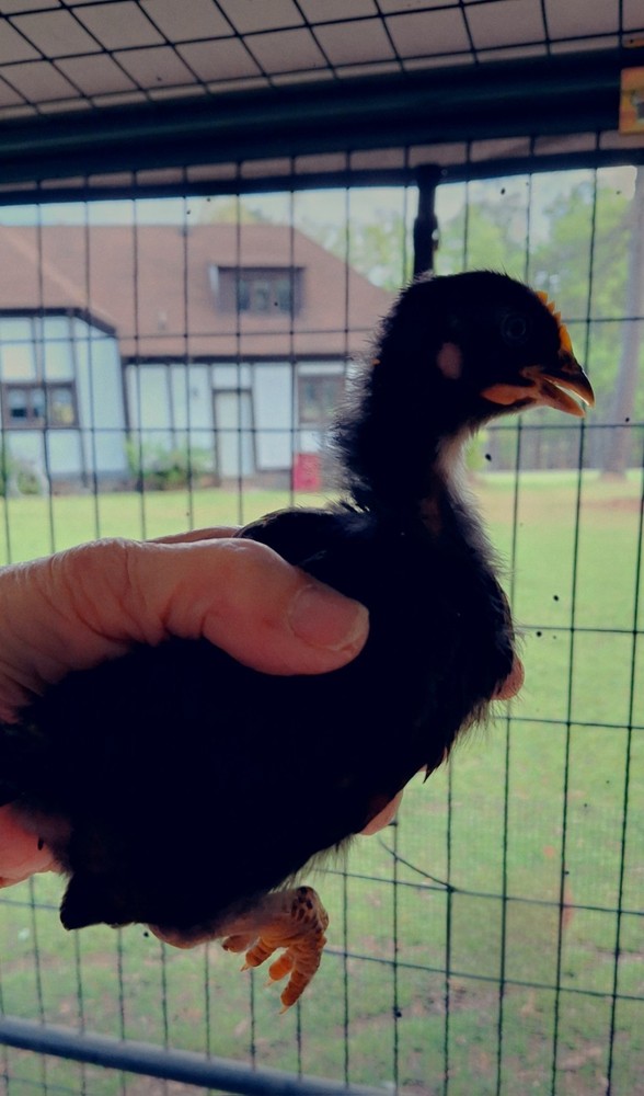 10+2 Black Copper Maran Hatching Eggs
