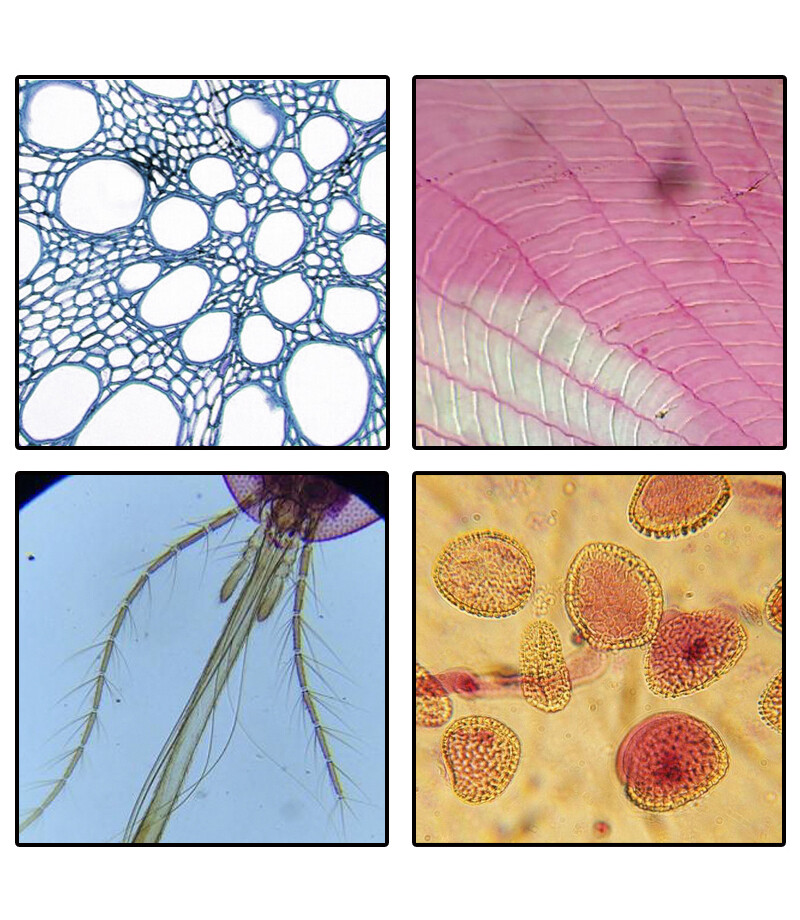 2000x Biological HD Microscope Student laboratory Lab w/USB Electronic Eyepiece