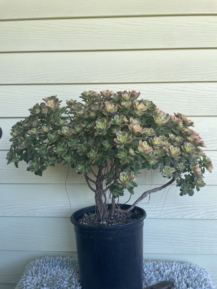 Bonsai Tree Aeonium Kiwi Tree Ship With Bare Rooted