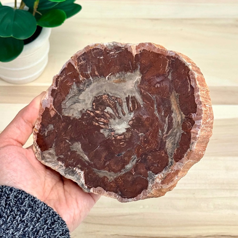 Petrified Wood Slab B