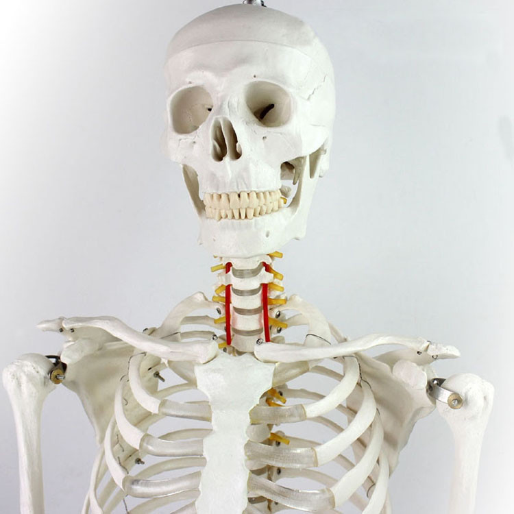 Education Model Anatomical Human Skeleton Nurse Training Display Teaching