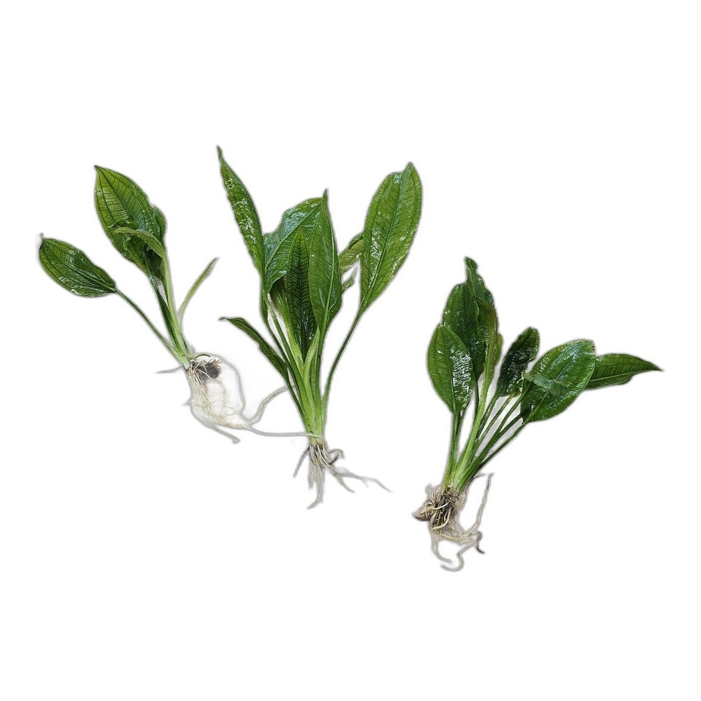 Amazon Sword Assorted Bundle – Our Choice | Small | Bare Root