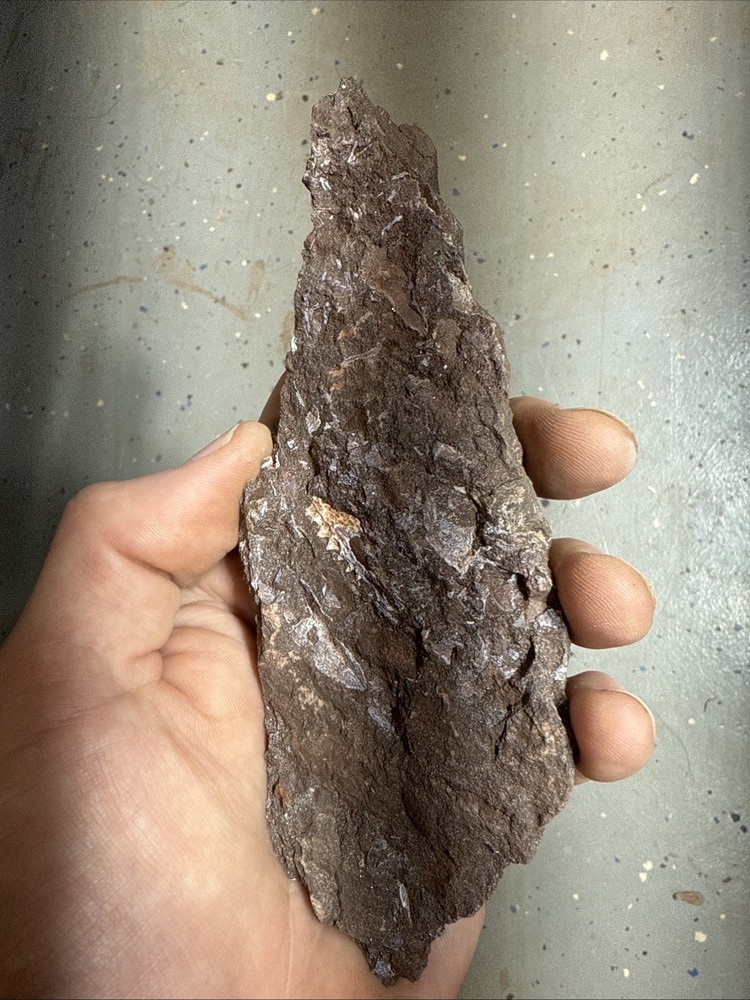 Fossil Placoderm