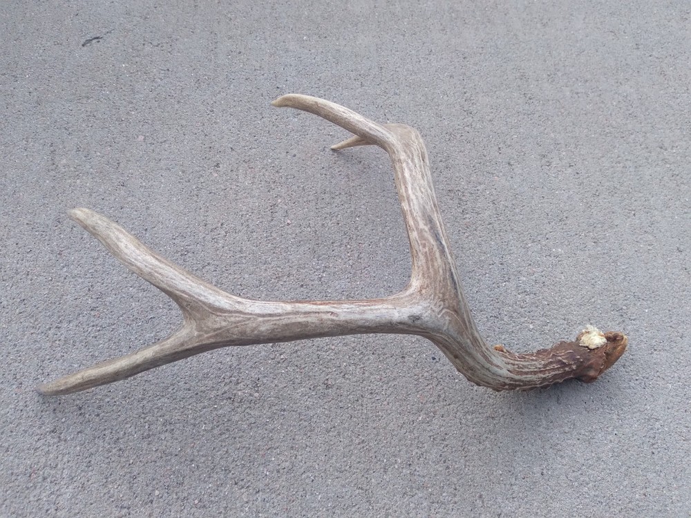 Deer Antler Shed 4 Point