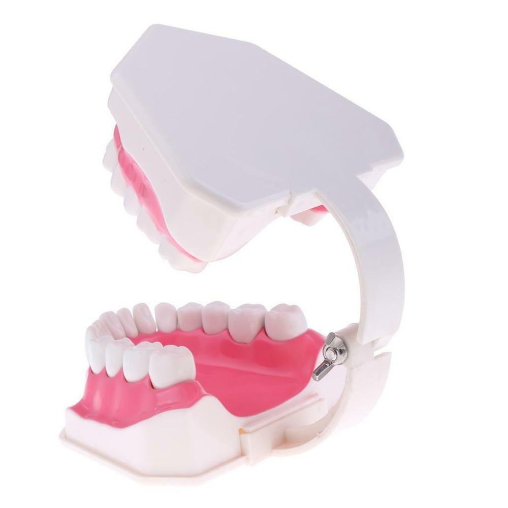 Dental Teaching Demonstration Model with Removable Lower Teeth + Toothbrush