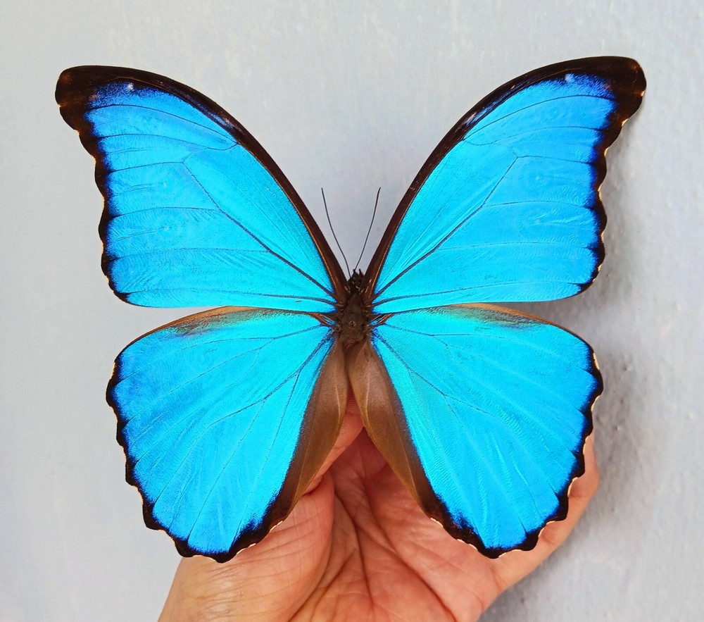 REAL FRAMED BUTTERFLY MORPHO DIDIUS A1 BLUE PERU RIKER DISPLAY