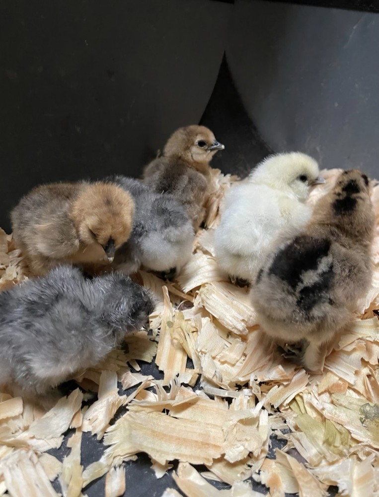 24 Silkie Hatching Eggs