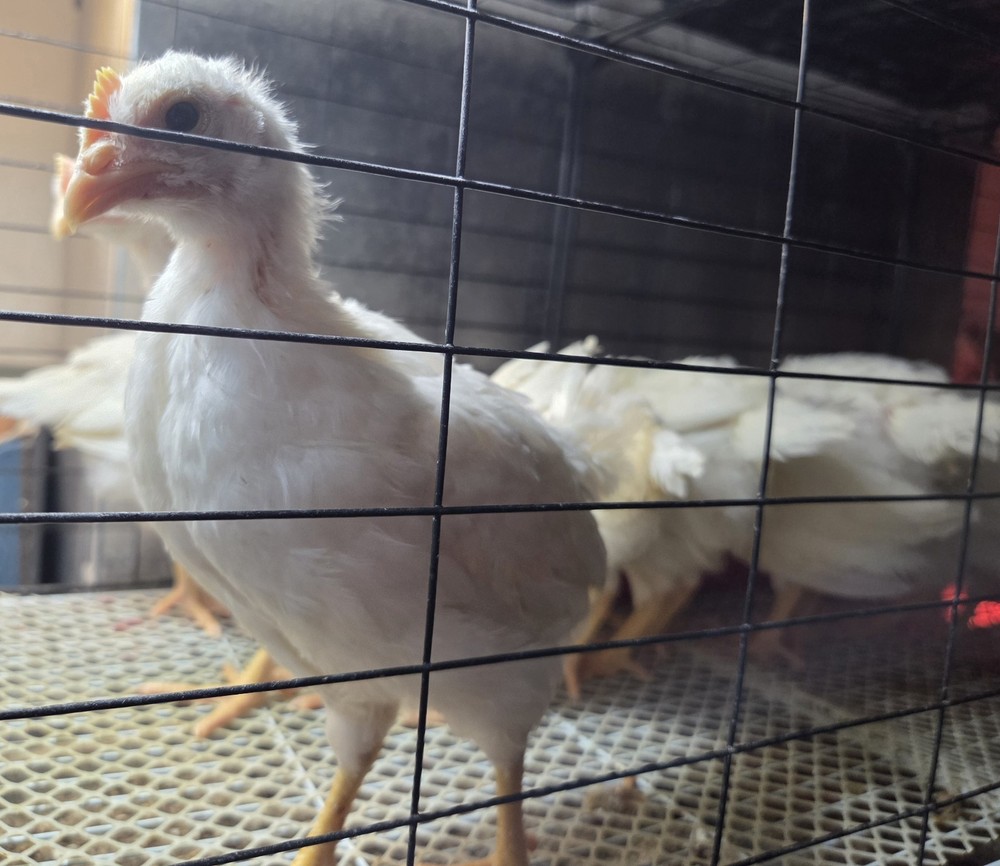 6+ Purebred White Leghorn Chicken Hatching Eggs