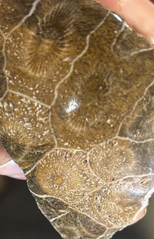 Petrified Coral End Polished