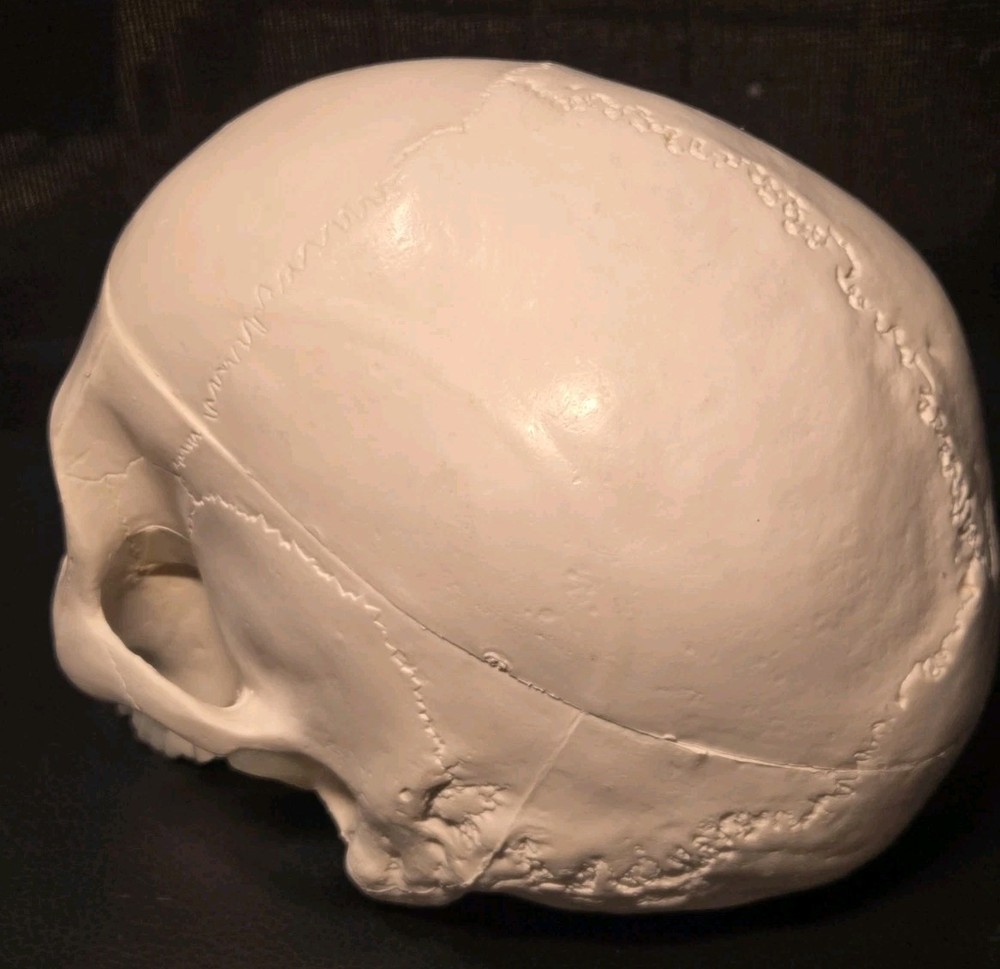 Realistic Anatomical Human Skull Model