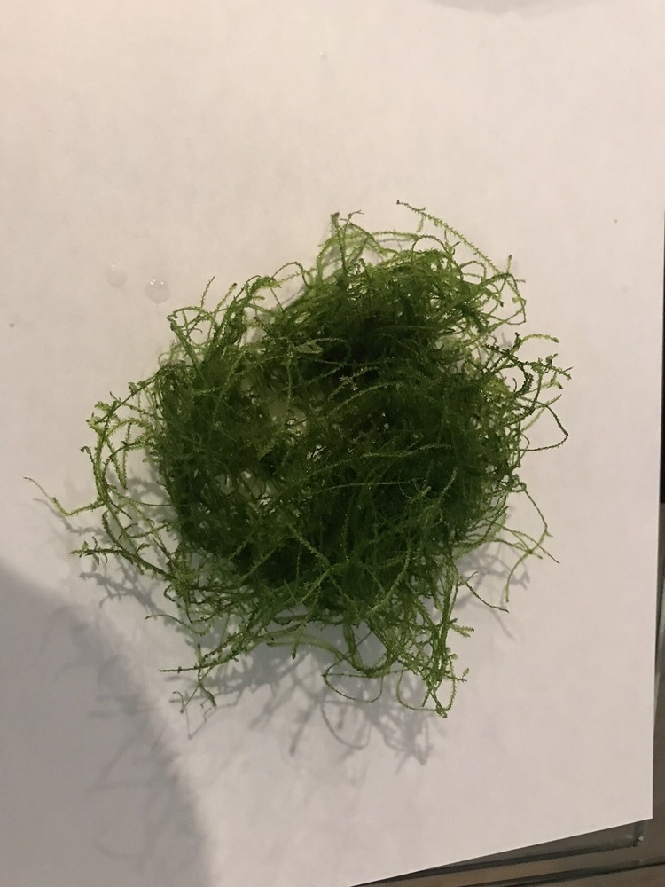 Java Moss - Super Easy Low Light Aquarium Live Plant, Premium Quality