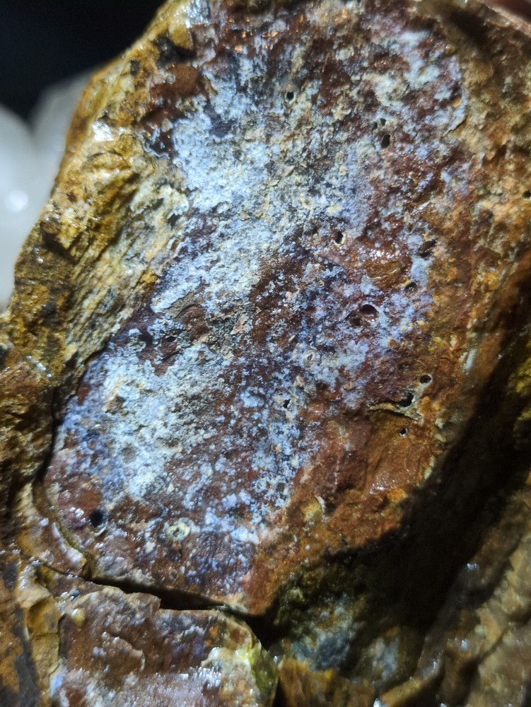 Biggs Jasper Specimen w/ Dendric Natural Form (7lbs 12oz)