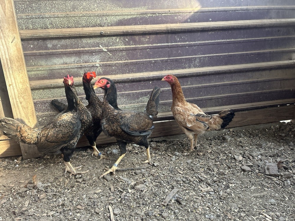 Boneyard Sonotal  Eggs