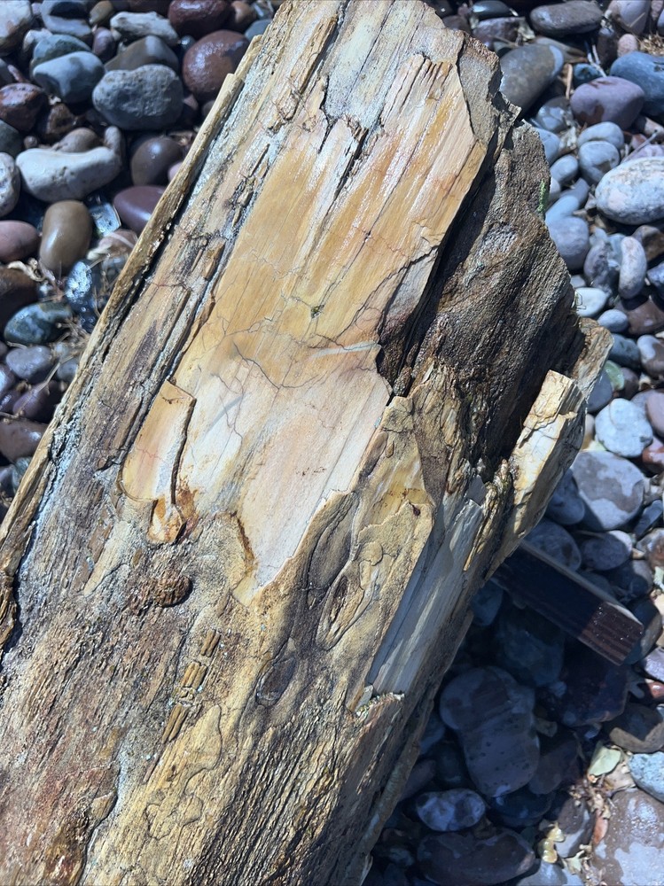 PETRIFIED LOG Large Piece.