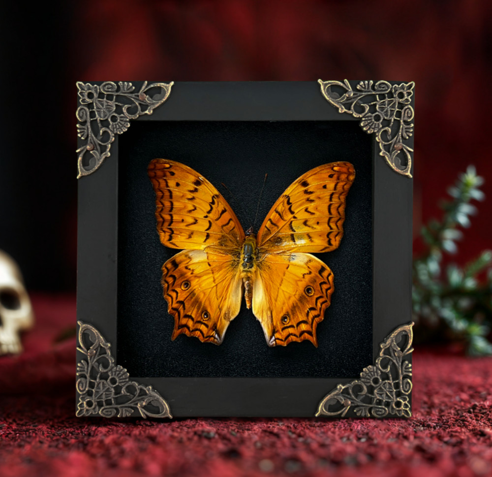 Real Framed Butterfly Specimen Insect Collection Display Goth Artwork Decor