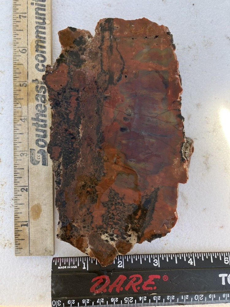 Arizona Petrified Wood