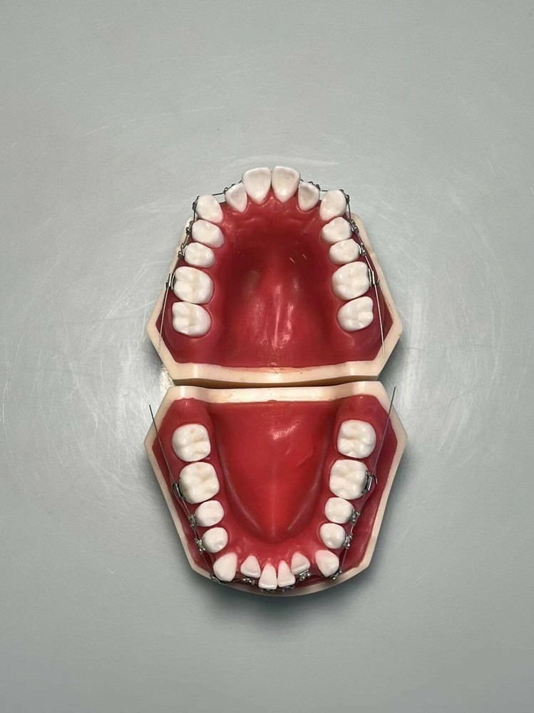 Dental Typodont Orthodontics Model Wax Teeth Training (apply To Head Model)