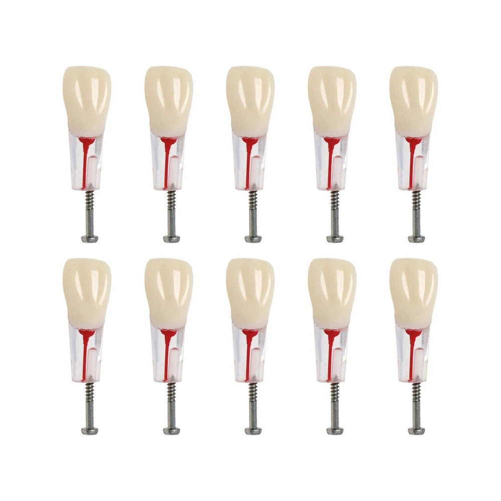 10Pcs Endo Dental RCT Practice Root Canal Teeth Model Study Typodont Model #8006