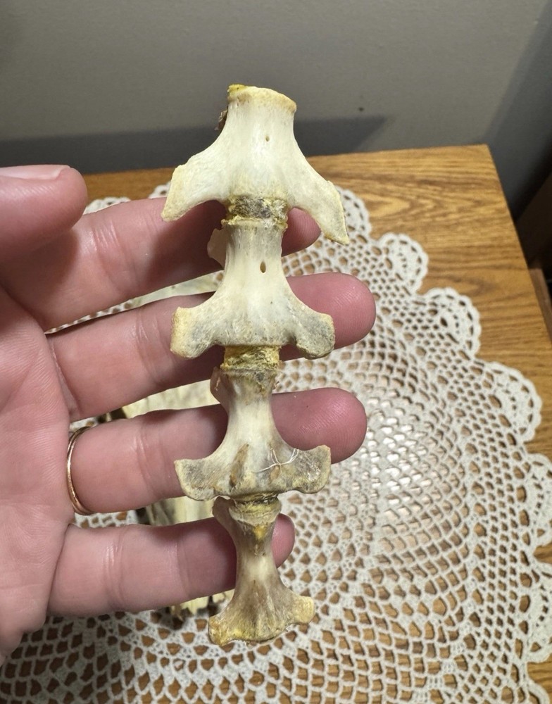 Whitetail Doe Skull And Vertebrae