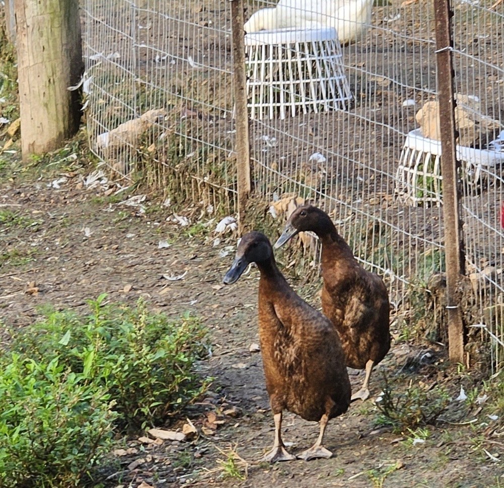 6 Chocolate Runner Duck Hatching Eggs