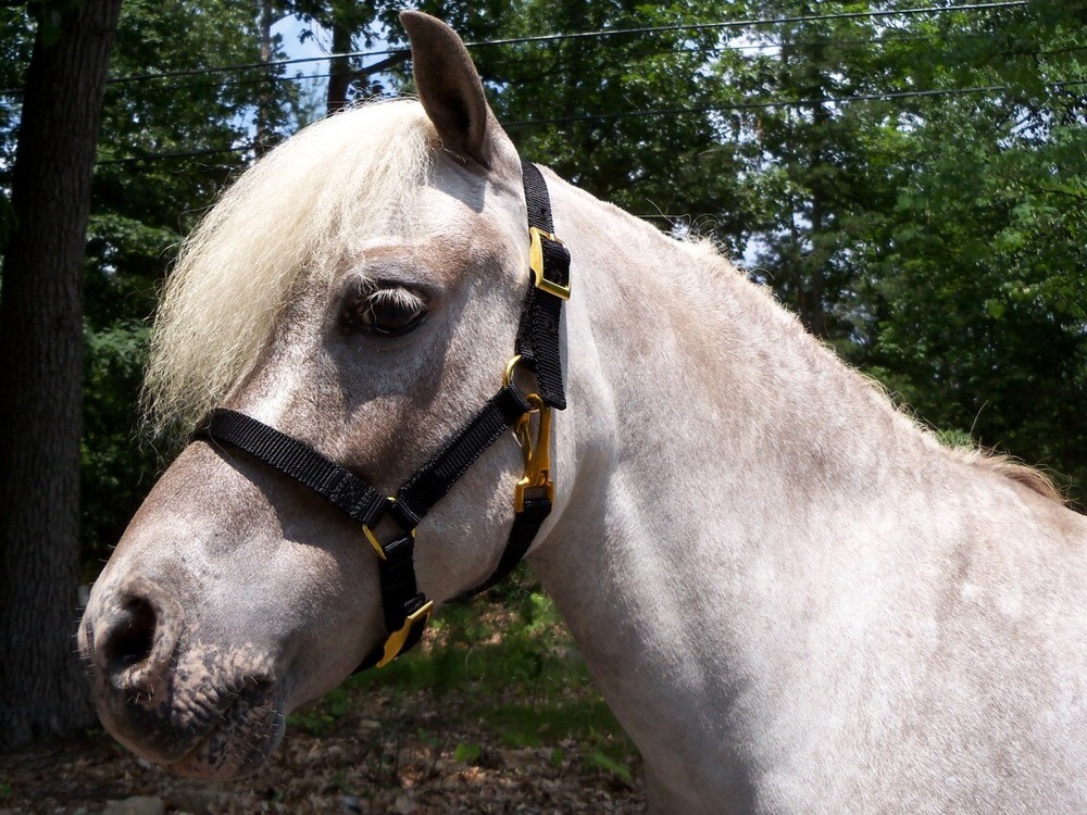 Miniature Horse Adjustable Nylon Halter, Black