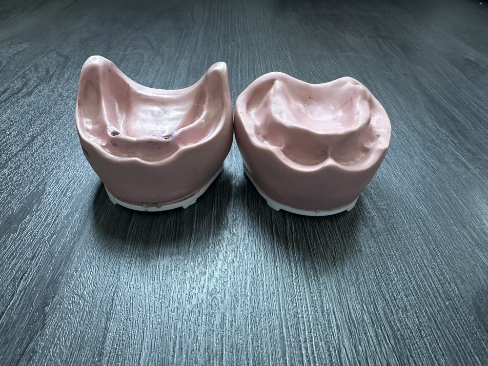 Bone models Edentulous Jaw Base Set
