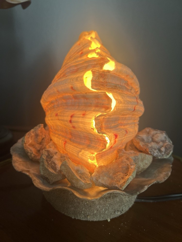 Clam Shell Lamp Accent Night Light