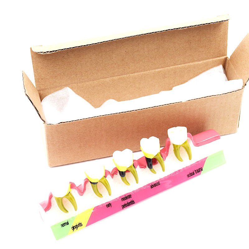Dental High Quality Assort Dentoform Pathological Study Periodontal Model Teeth