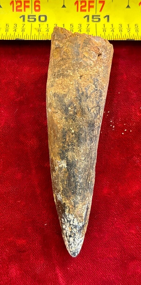 3 1/8 inch spinosaurus tooth