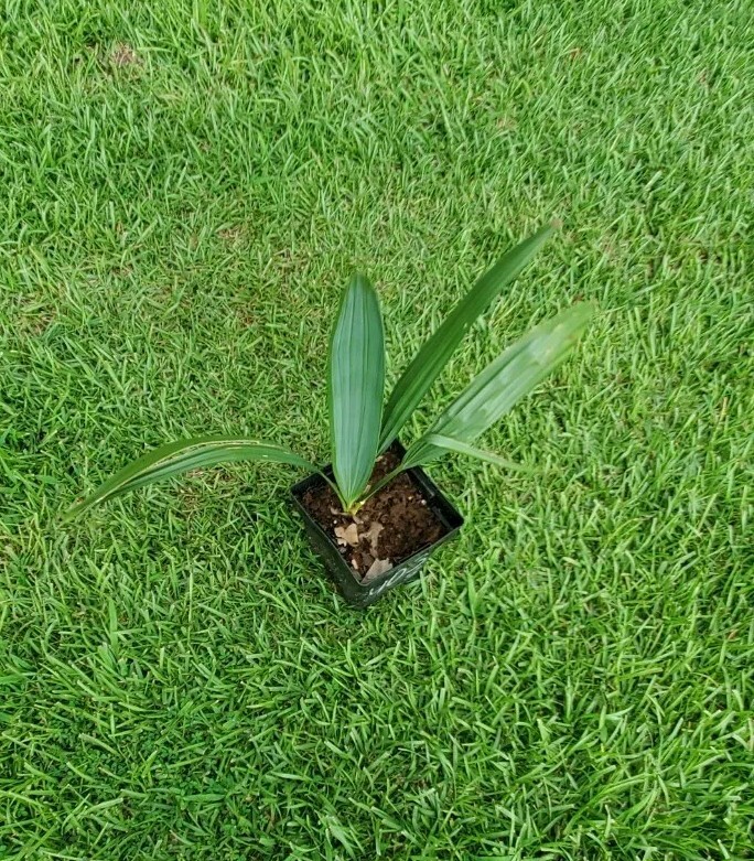 1 Gallon Sabal minor plant