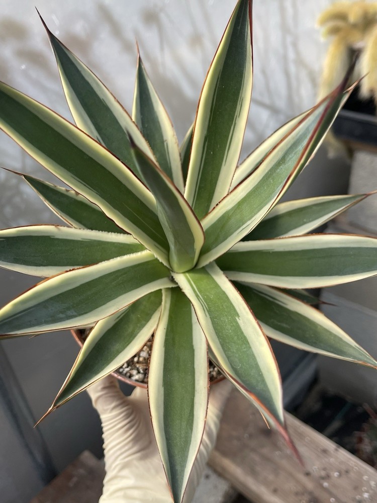 Agave Snow Glow | Live cactus | Live plant