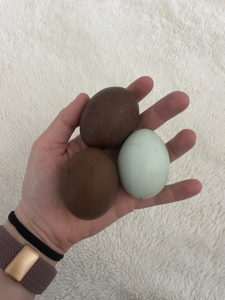 12 Rainbow Chicken Hatching EGGS. Olive EGGER. Multi GEN. BACKCROSS. SPECKLED