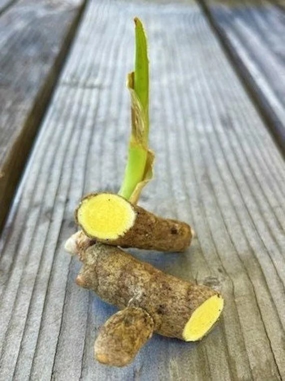 1/4lb Organic Mango ginger/White Turmeric Roots. Hawaii grown.