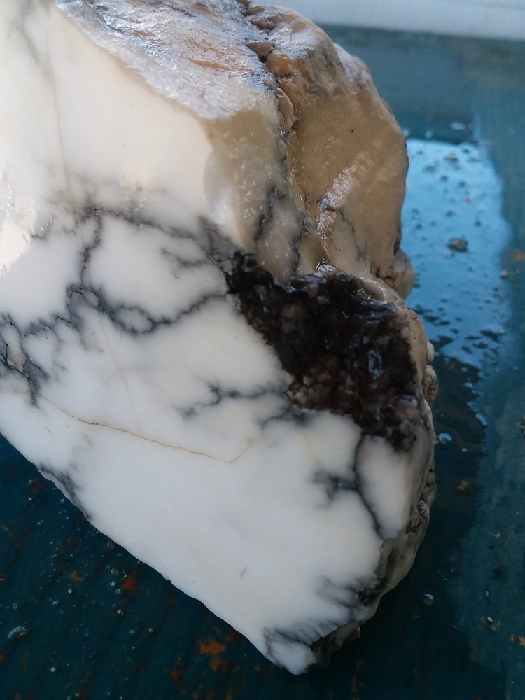 Lapidary Howlite Window Cut Spider Veining Collect Display