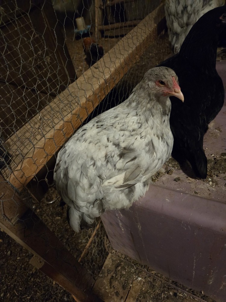 Brahma chicken hatching eggs (10 +2)