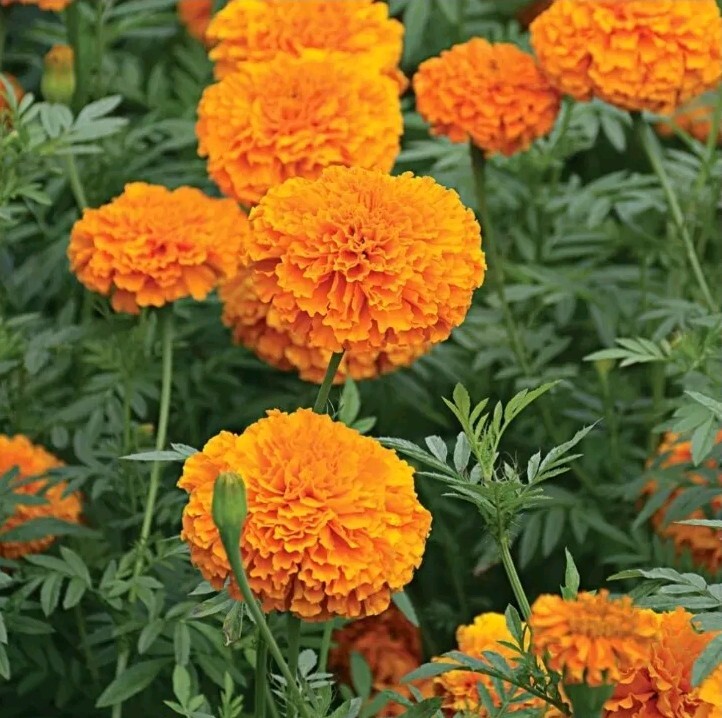 Crackerjack Marigold Seeds 100+ Organically Grown NON GMO