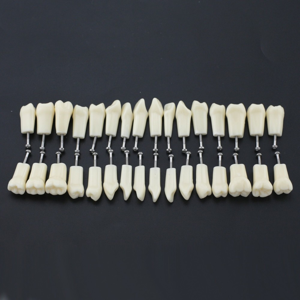 Frasaco AG3 Type Dental Restorative Prep Typodont Model 28/32pc Removable Teeth