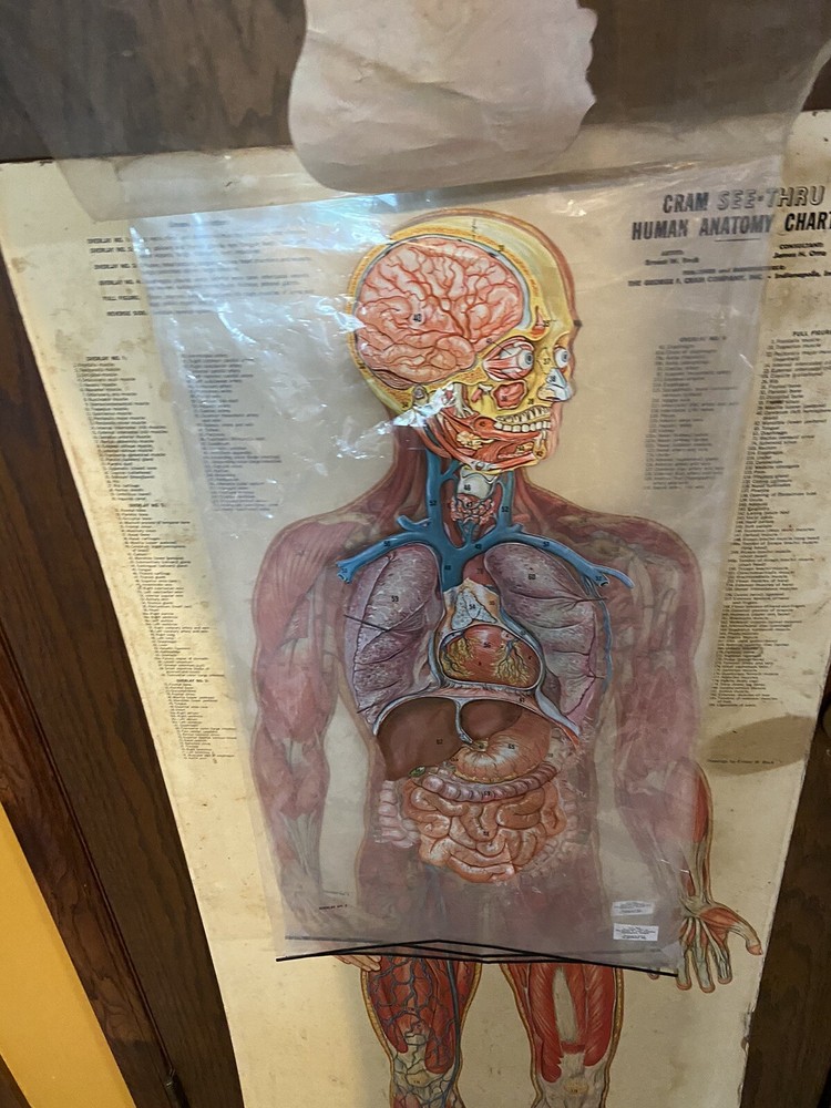 Cram See-Thru Human Anatomical Flip Chart Muscular￼ System Oddity Thin Man 1962