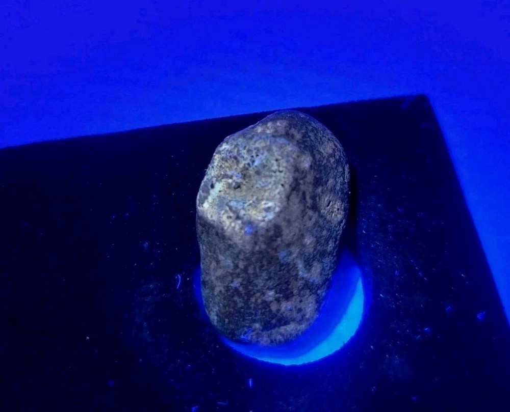 Real Permineralized Reptile Egg Fossil Lizard 🦎