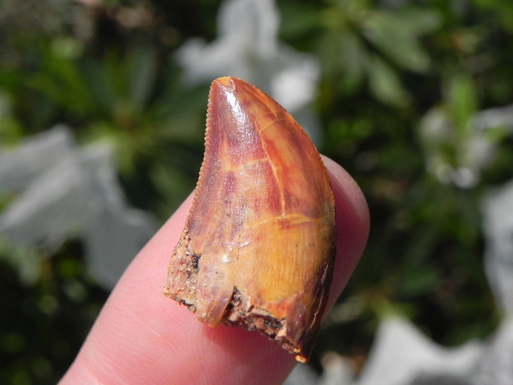 Carcharodontosaurus tooth Teeth dinosaur cretaceous