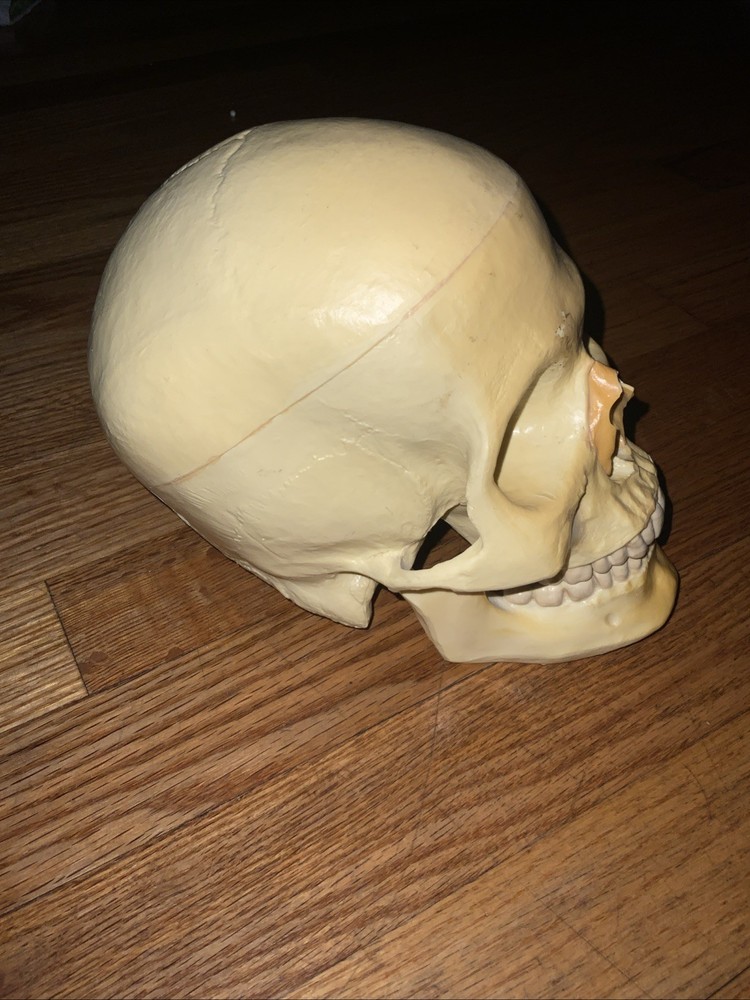 Realistic Human Skull Replica With Hinged Movable Jaw