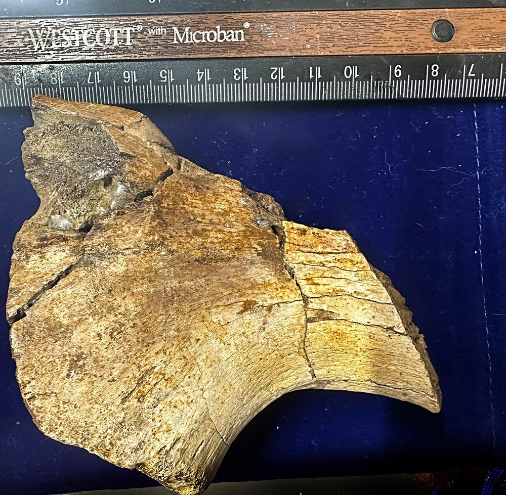Genuine Hadrosaur dinosaur fossil