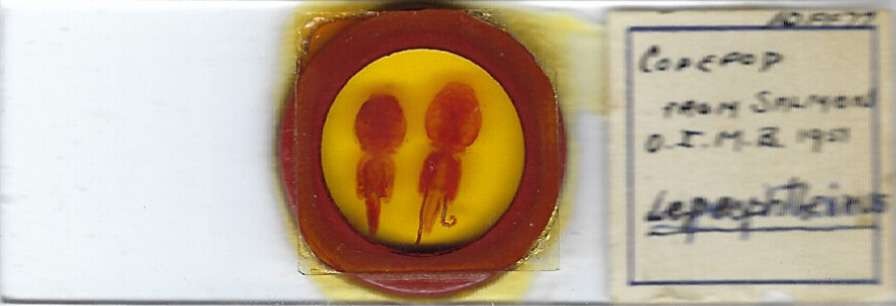 Salmon Louse Lepeophtheirus sp. Microscope Slide