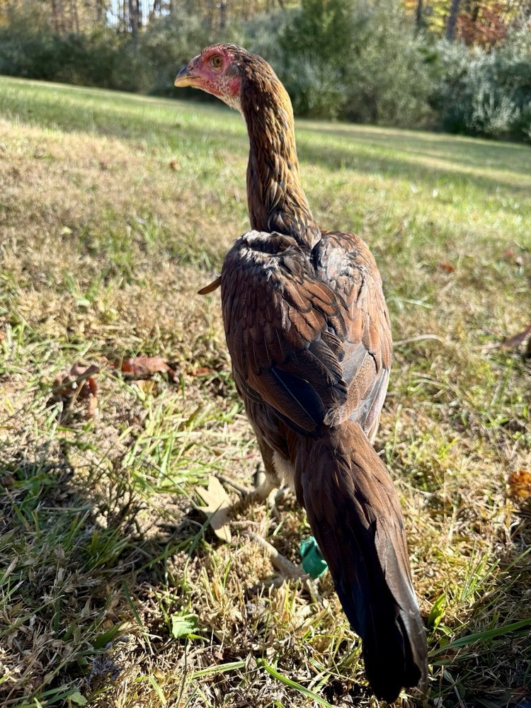 Hen Hatching Eggs (Aseel/Indian Cross)