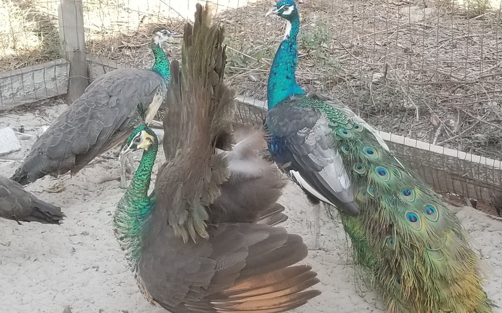 6+ VARIETY PACK PEACOCK PEAFOWL EGGS for HATCHING, Read Full Description