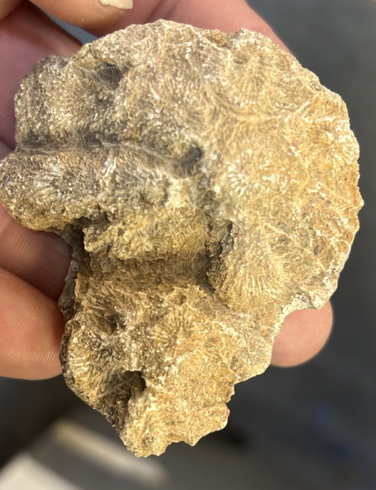 Petrified Coral End Polished