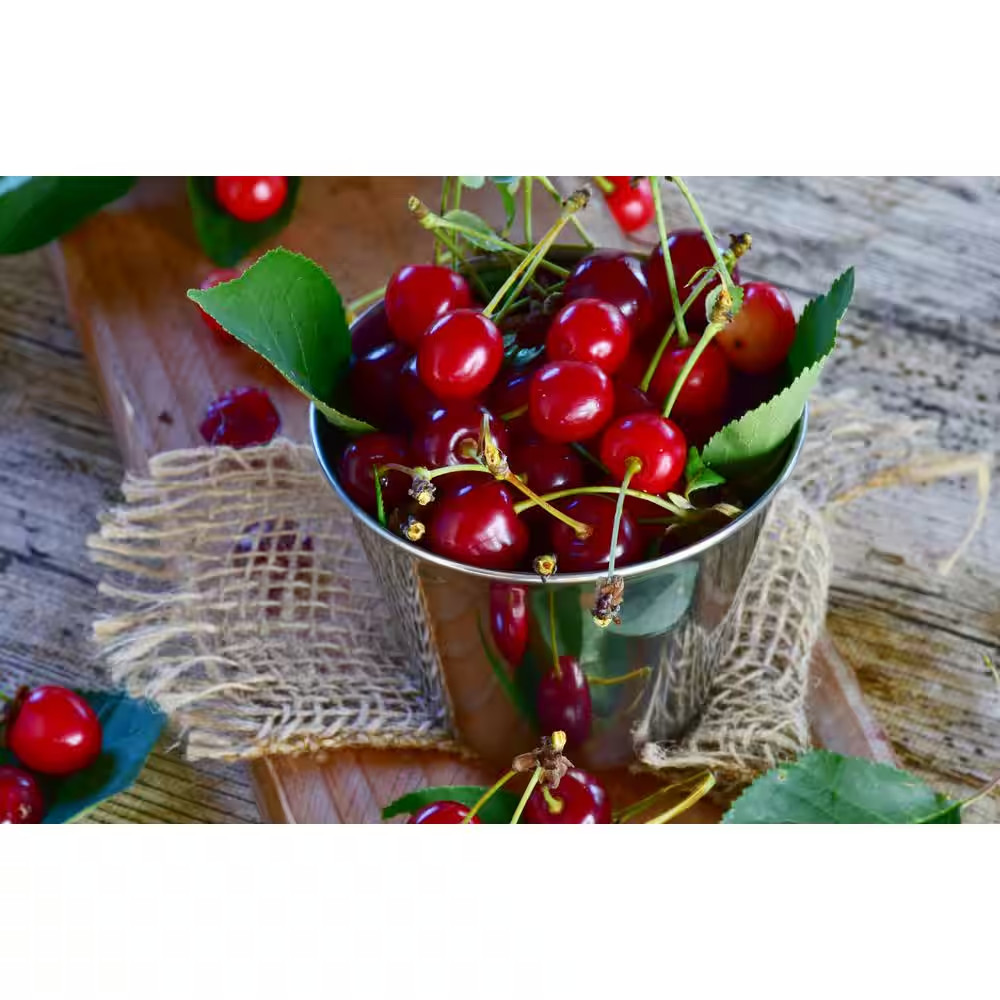 3 Ft. - 4 Ft. Tall Bare-Root Montmorency Pie Cherry Tree