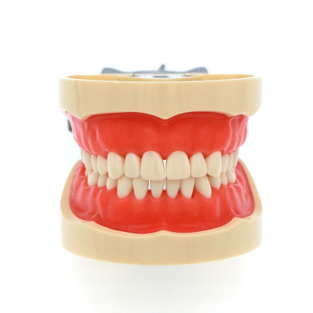 Dental Typodont Teeth Model Kilgore NISSIN 200 Type Removeable Teeth 32 Pcs
