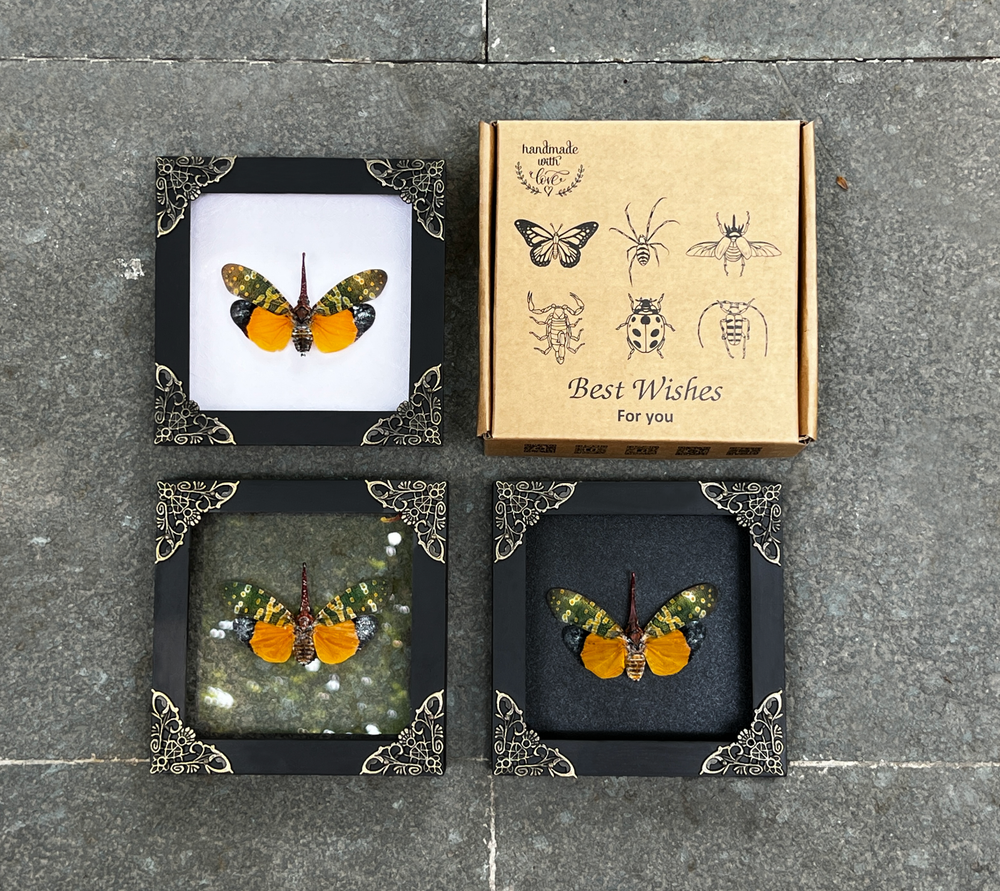 Gothic Decor Real Lanternfly Frame Insect Bug Taxidermy Gallery Wall Gift